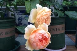 朱麗葉月季有什么優點